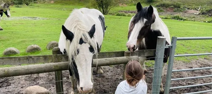 Lancaster park and animal farm