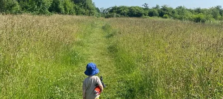 Local woodland 