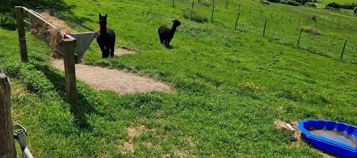 Hadleigh farm