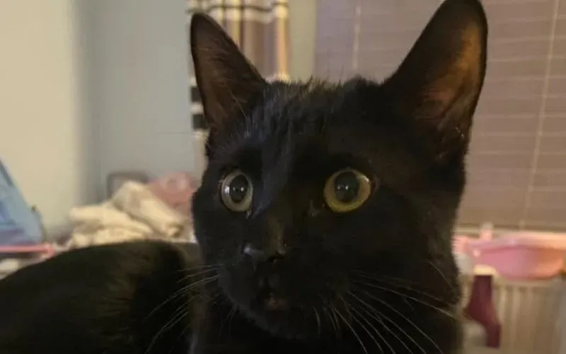 pets-1791283606273-355216