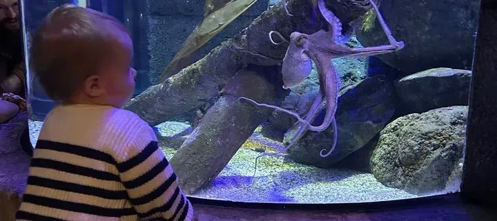 Brisotl Aquarium